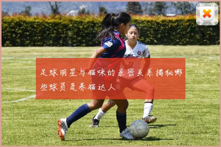 足球明星与猫咪的亲密关系揭秘哪些球员是养猫达人