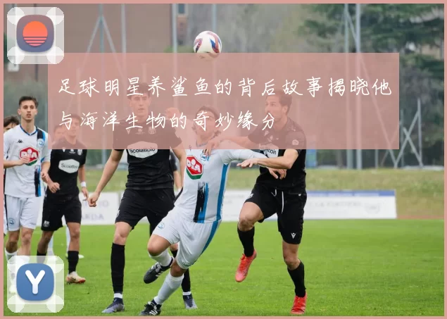 足球明星养鲨鱼的背后故事揭晓他与海洋生物的奇妙缘分